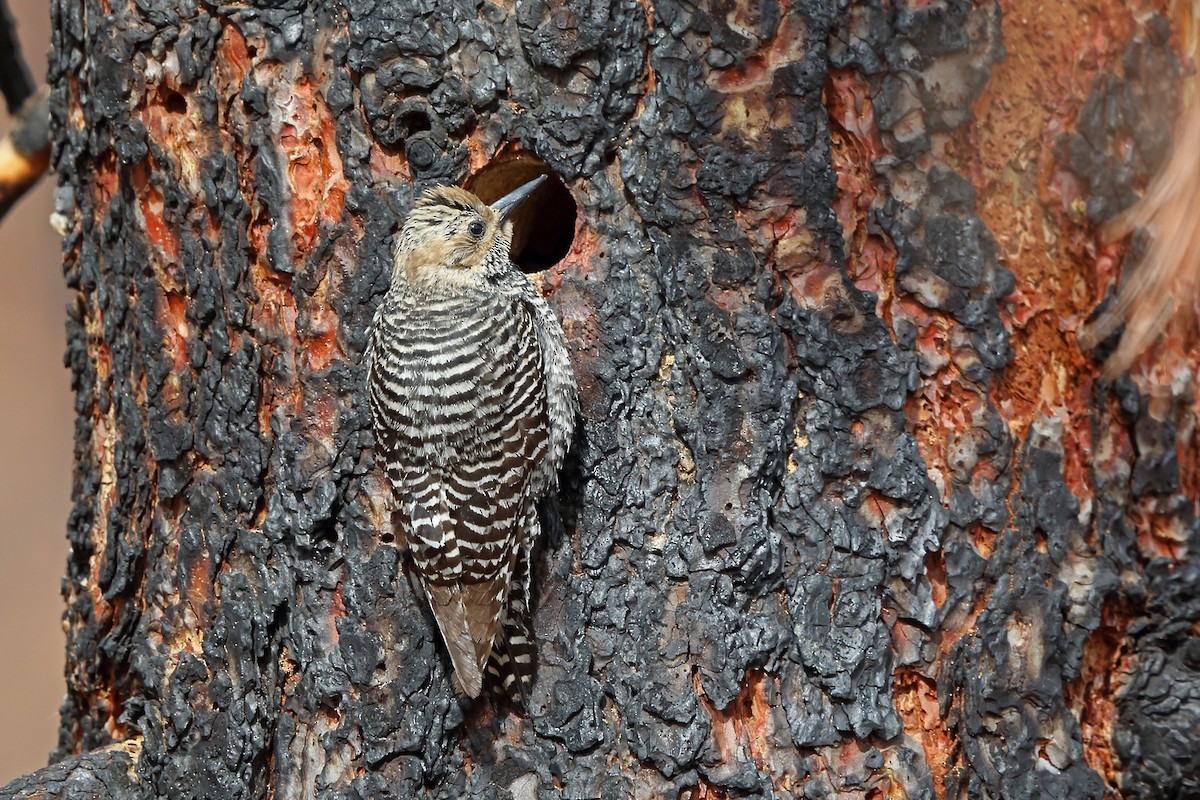 Williamson's Sapsucker - Nigel Voaden