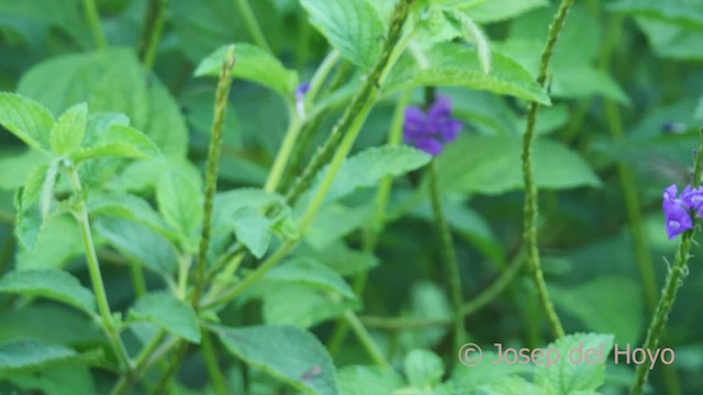 Rufous-crested Coquette - ML465807291