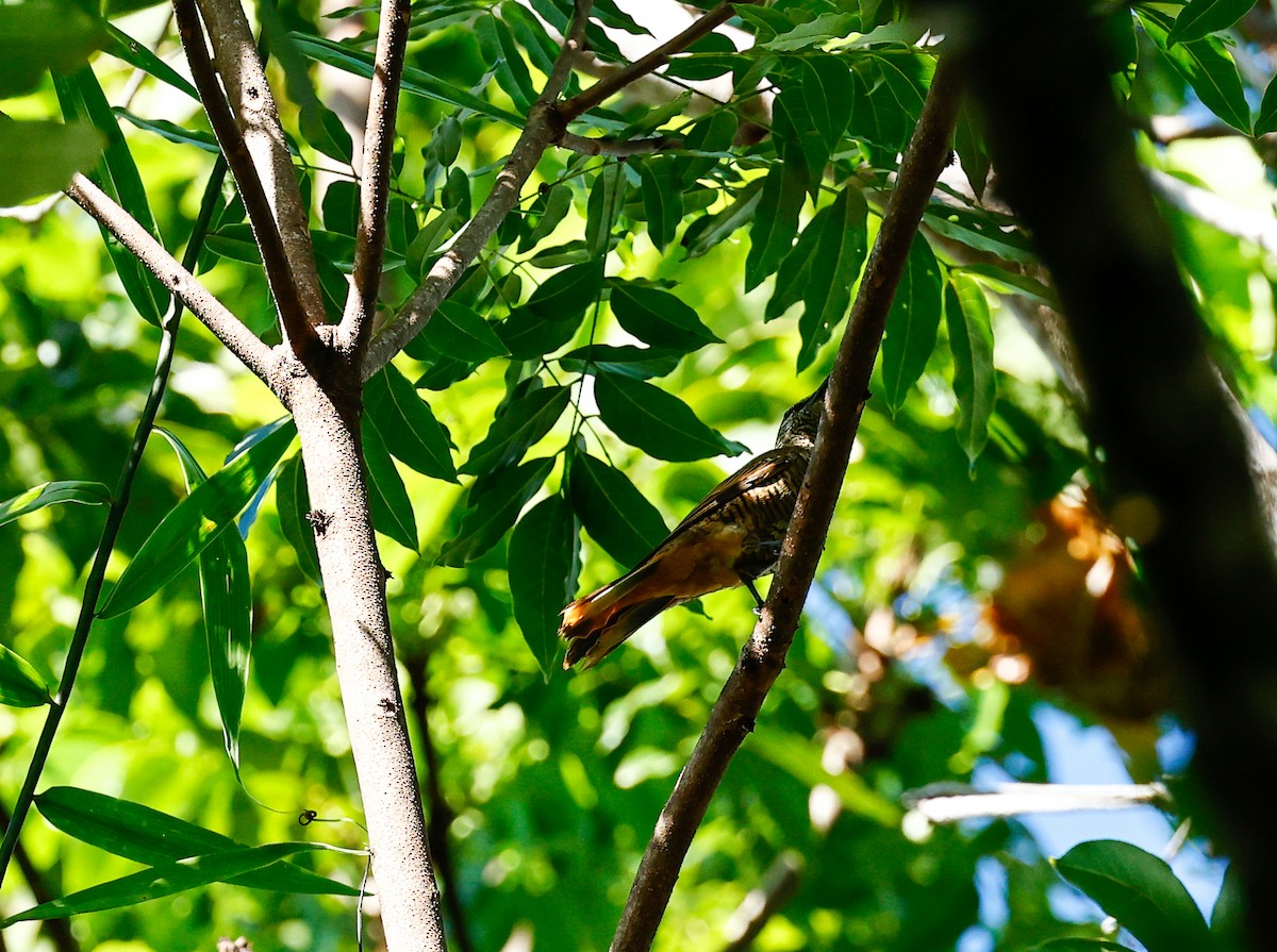 Common Cicadabird (Moluccan) - ML465807491