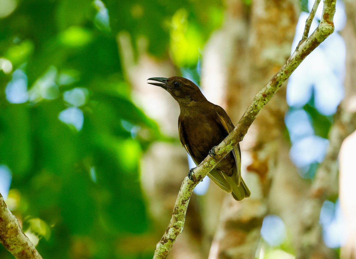 Halmahera Oriole - ML465808131