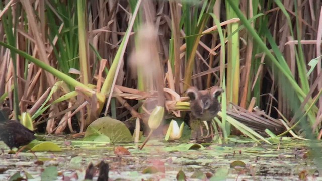 Virginia Rail - ML465808491