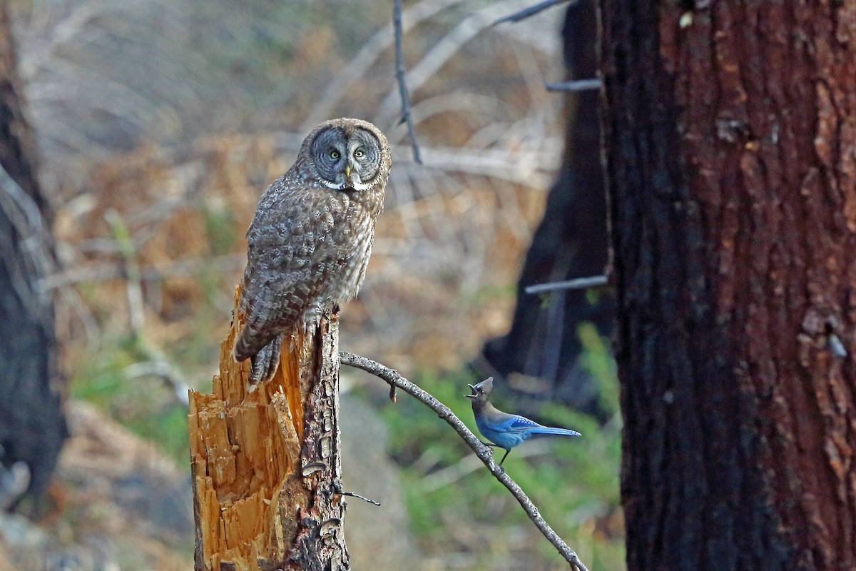 Great Gray Owl - Nigel Voaden