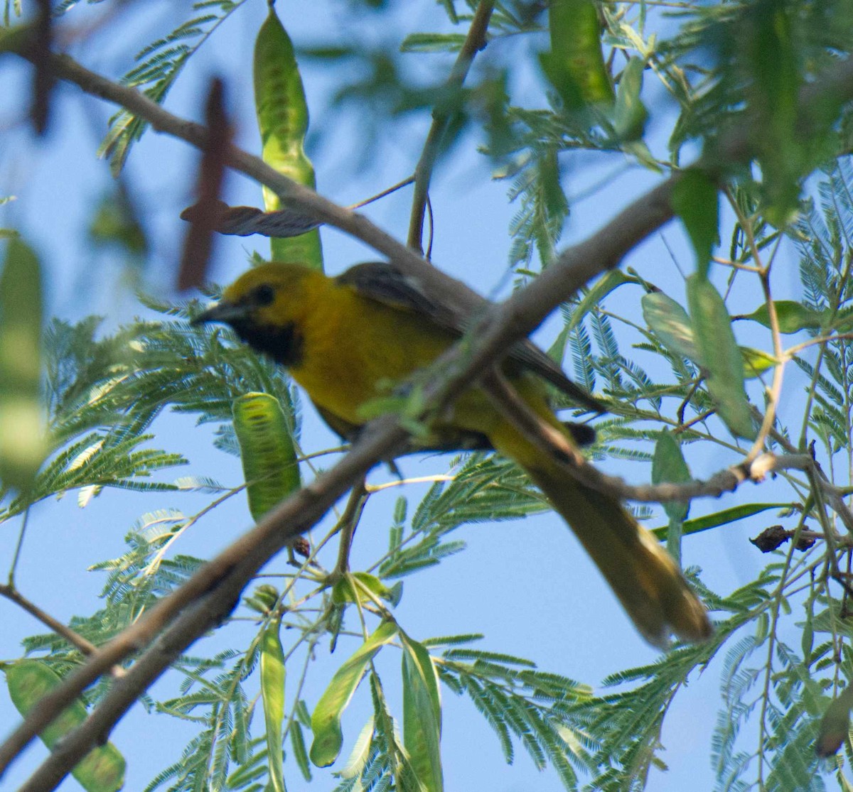 Oriole masqué - ML465809881