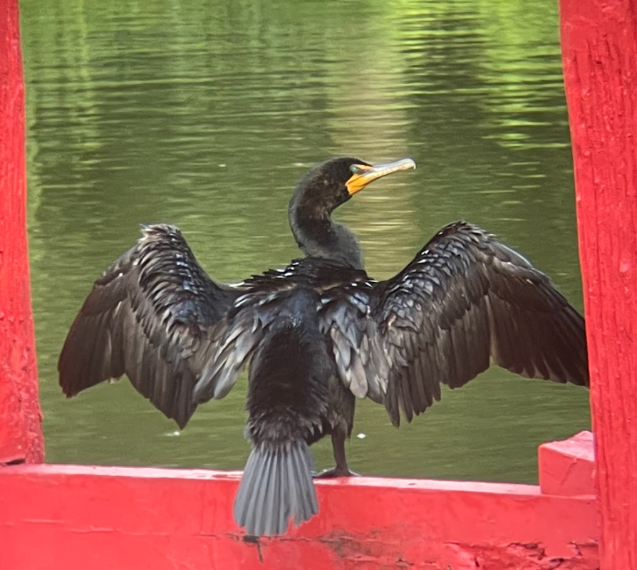 Double-crested Cormorant - ML465810471