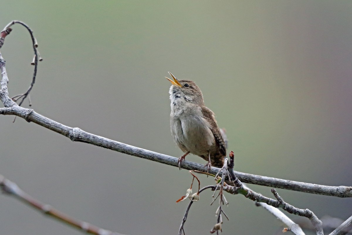 House Wren (Northern) - ML46581081