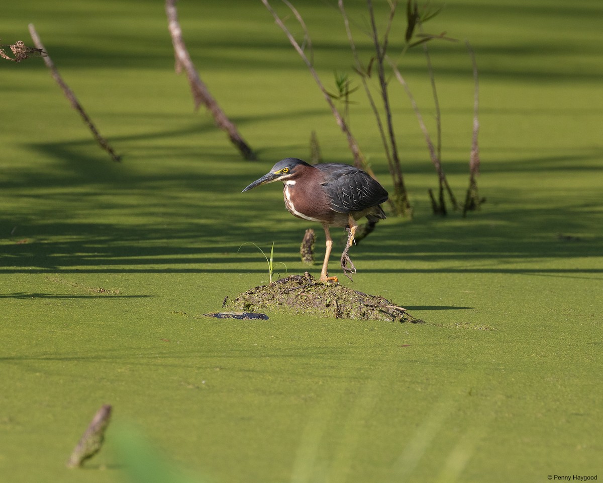 Green Heron - ML465810821