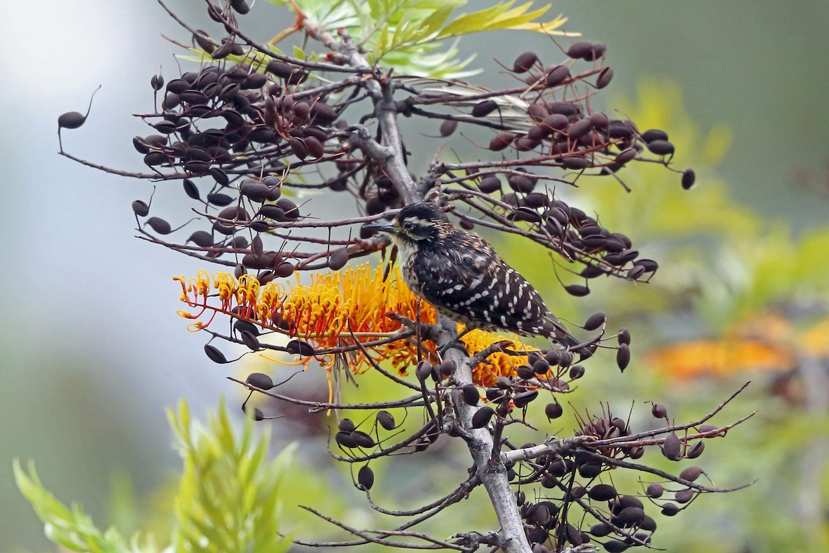 Nuttall's Woodpecker - ML46581091