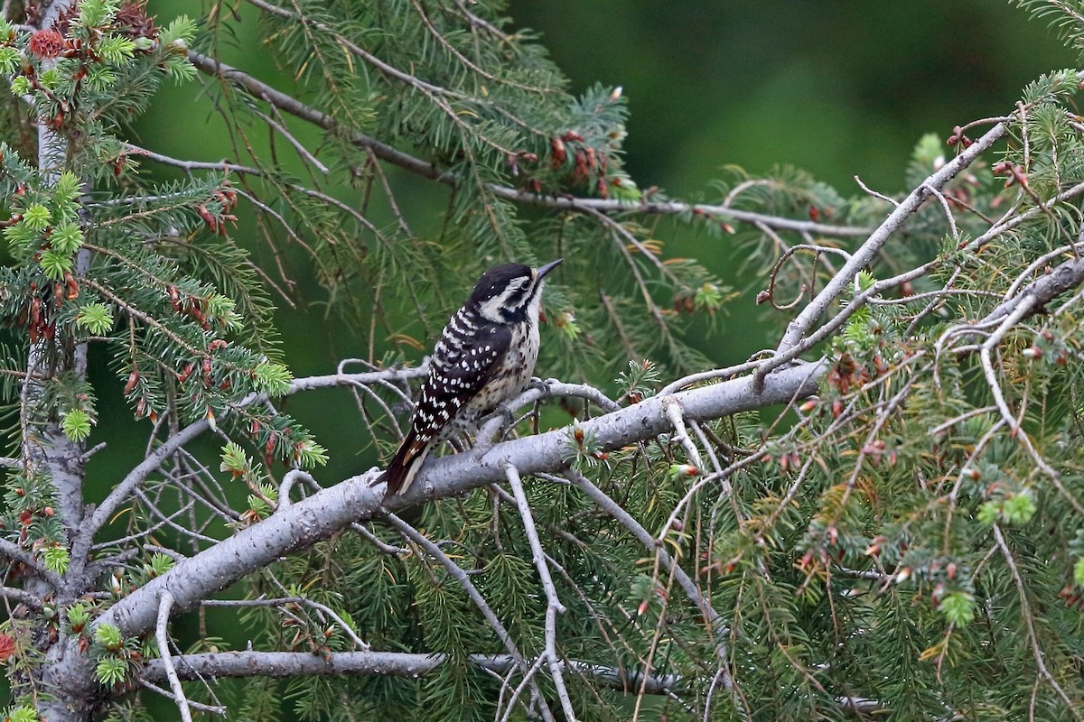 Nuttall's Woodpecker - ML46581101