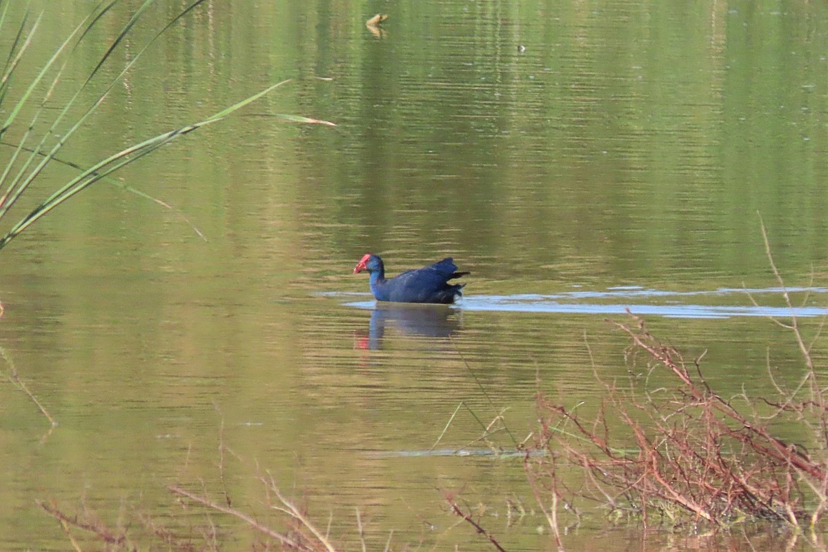 Western Swamphen - ML465811061