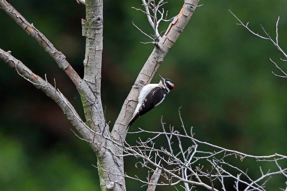 Hairy Woodpecker - ML46581111
