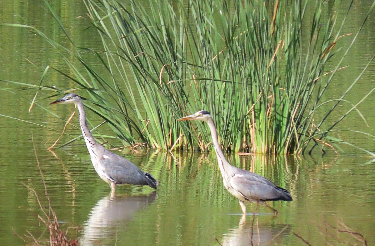 Gray Heron - ML465811291