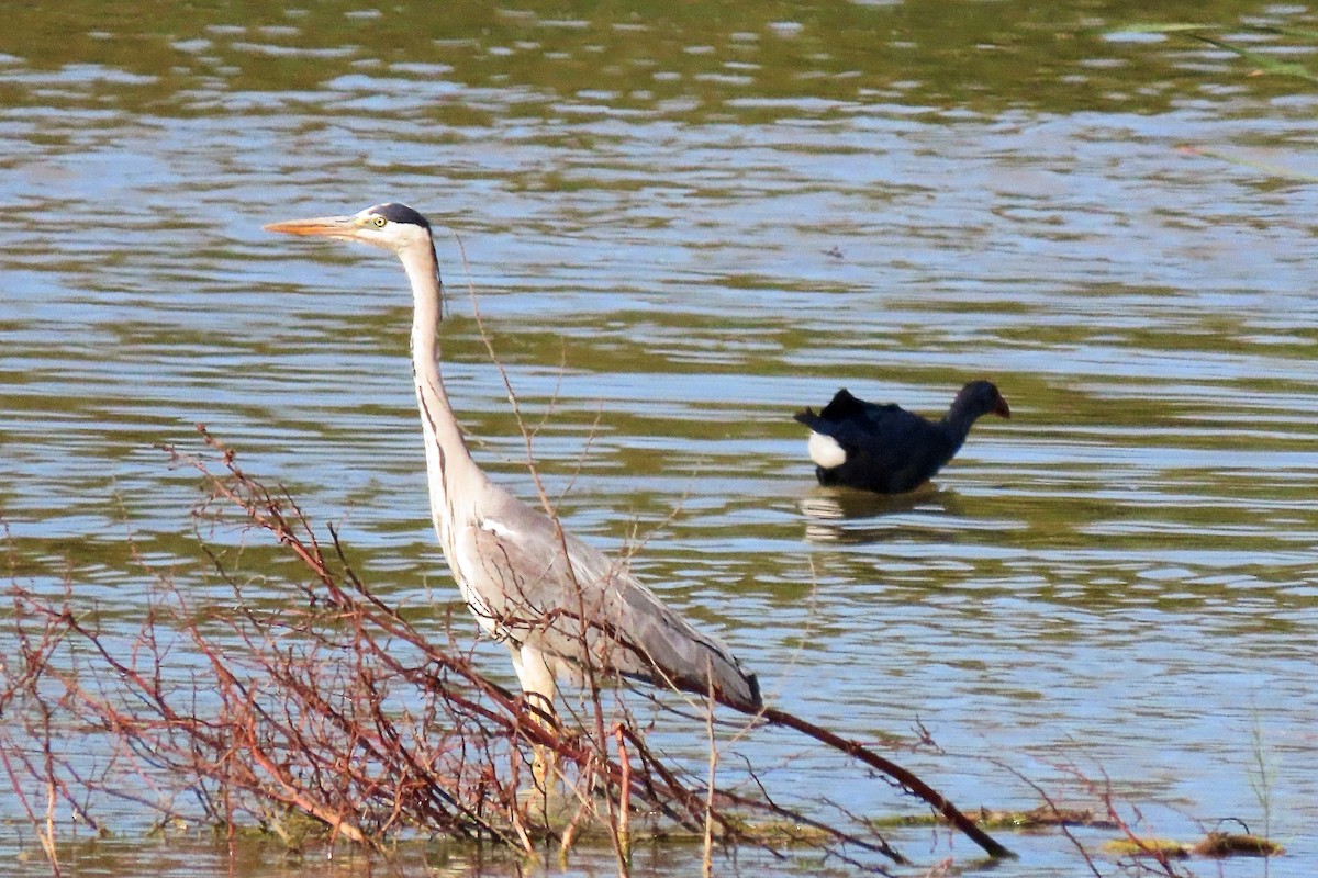 Gray Heron - ML465811331