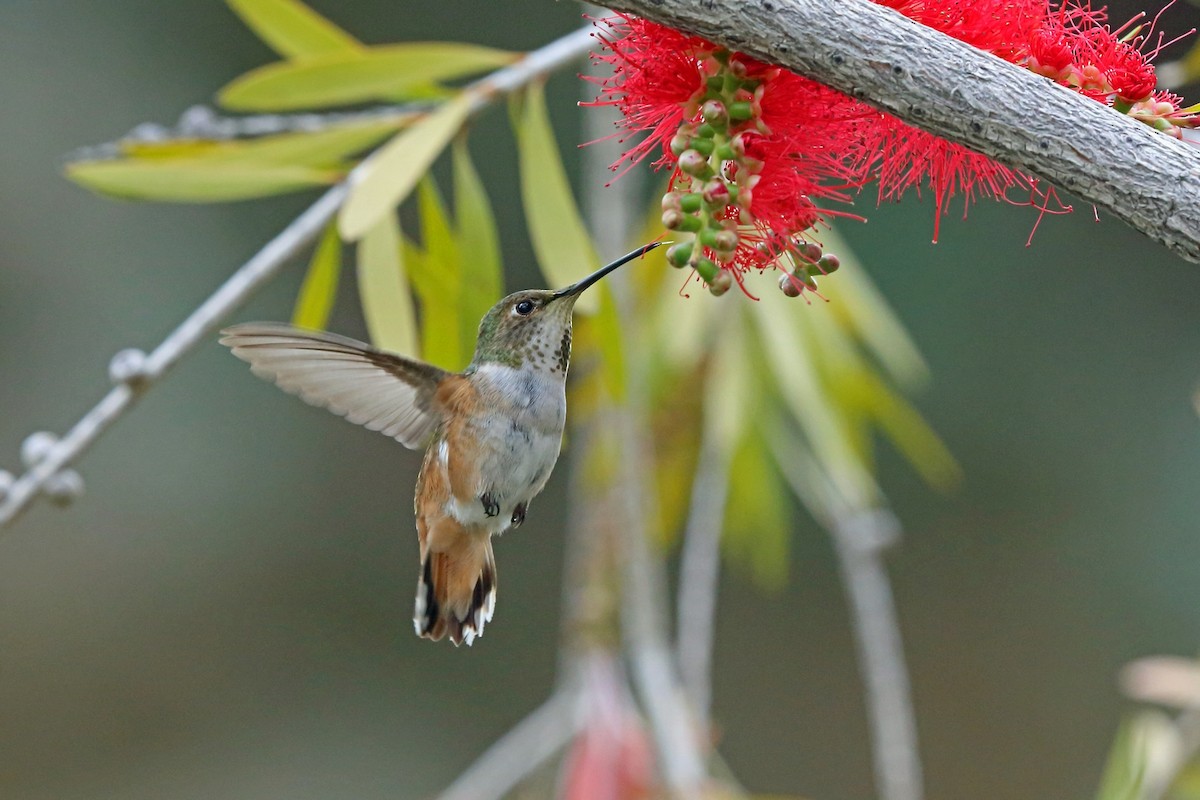 Colibrí de Allen - ML46581141