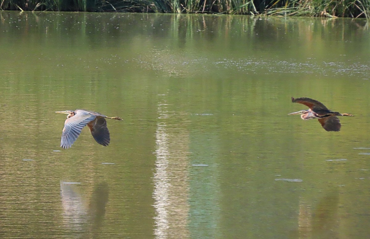 Purple Heron - ML465811501