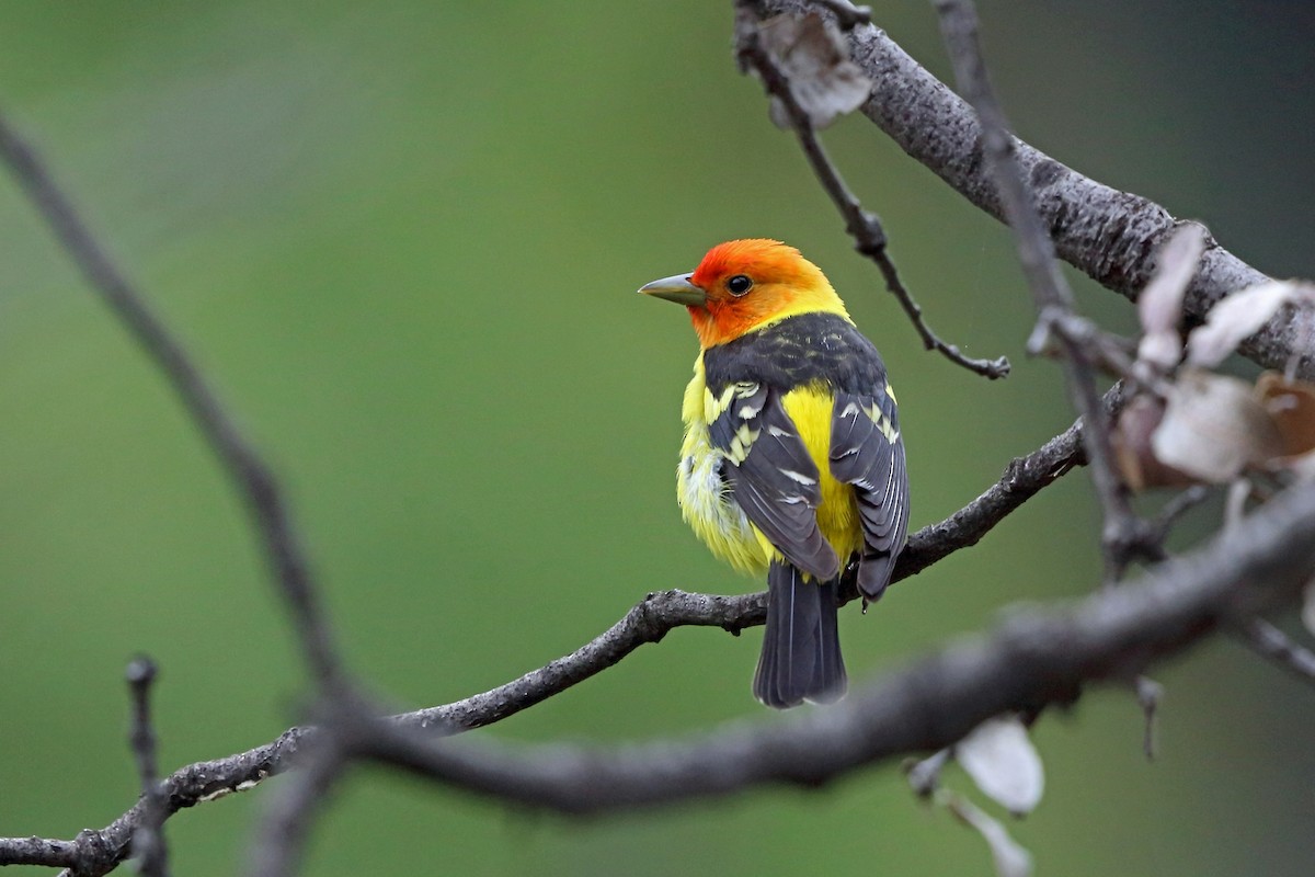 Western Tanager - ML46581161