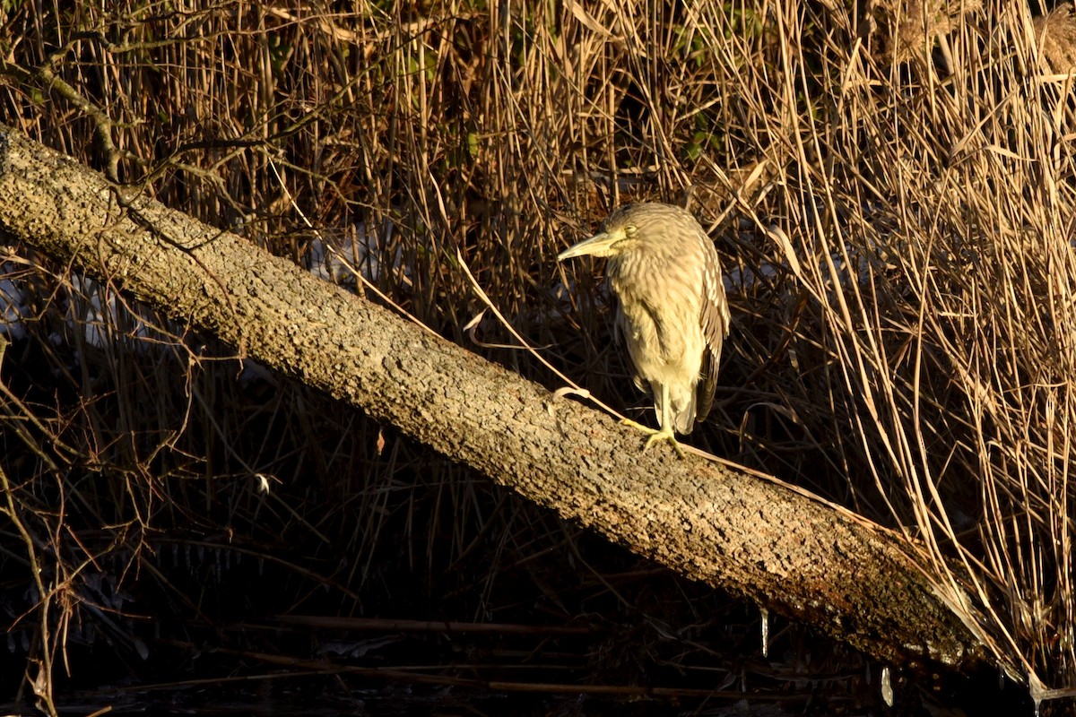 Black-crowned Night Heron (American) - ML465811621