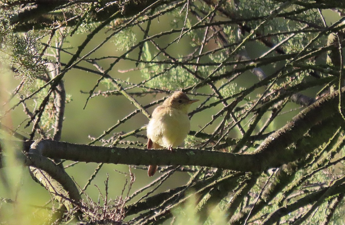 Melodious Warbler - ML465811981