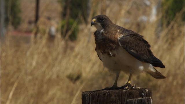 Swainson's Hawk - ML465812