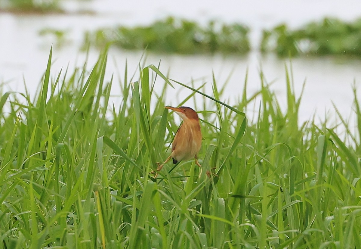 Least Bittern - Margareta Wieser