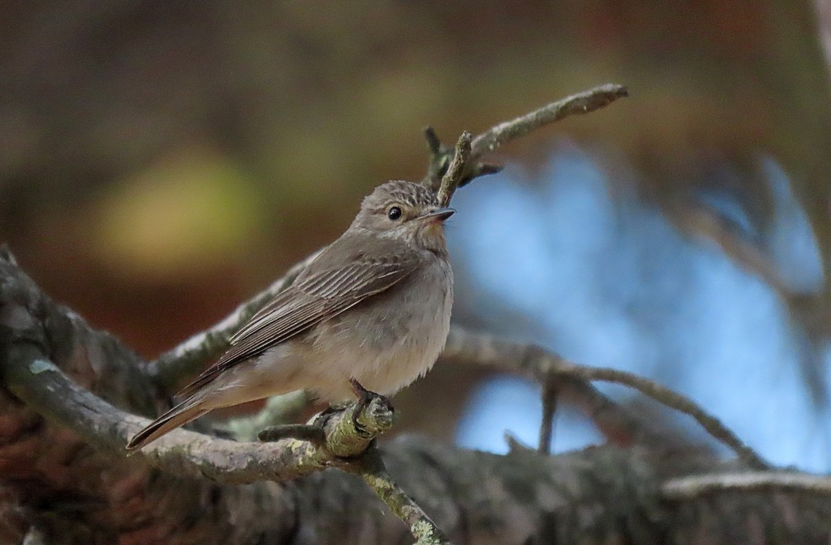 Spotted Flycatcher - ML465812211