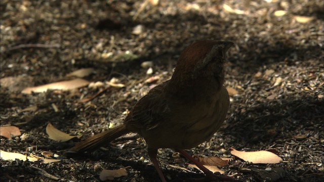 Rufous-crowned Sparrow - ML465814