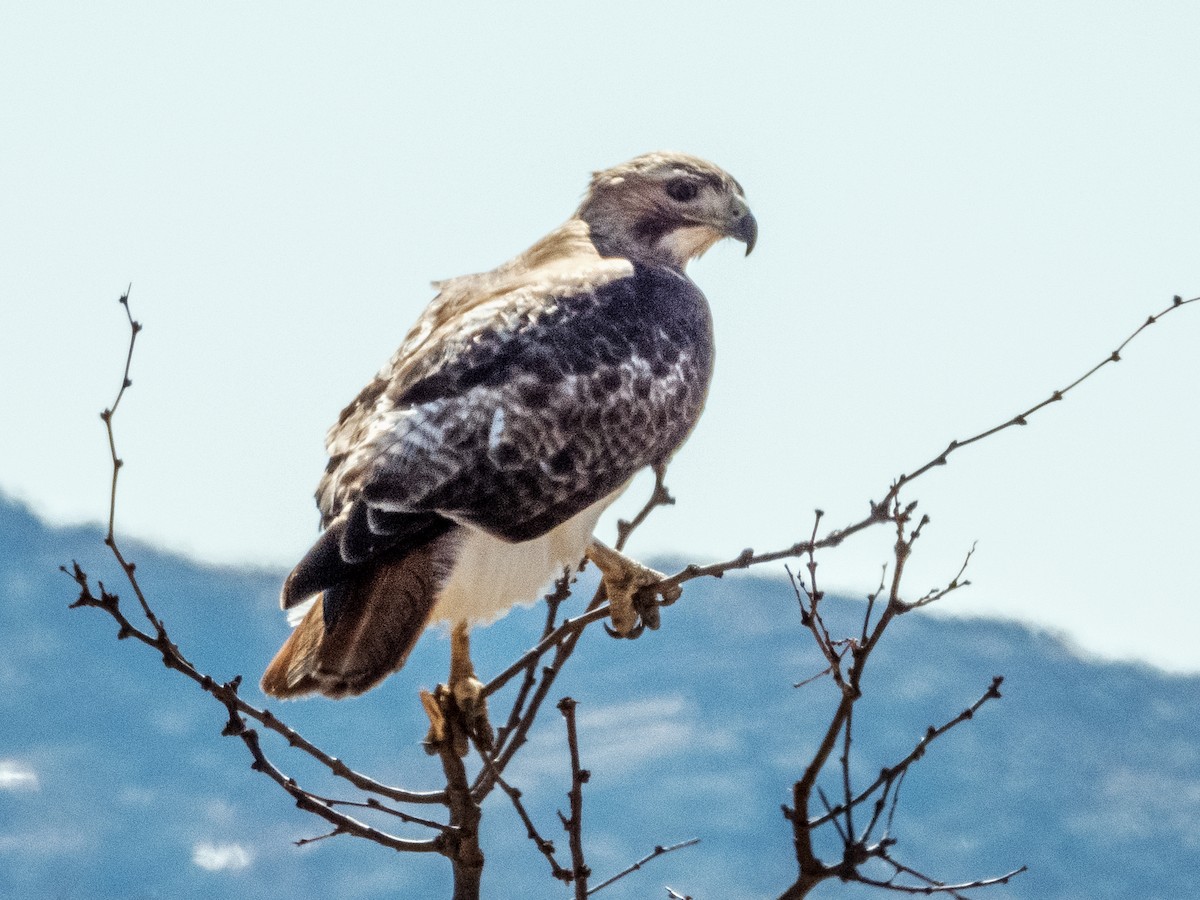Red-tailed Hawk - ML465816541