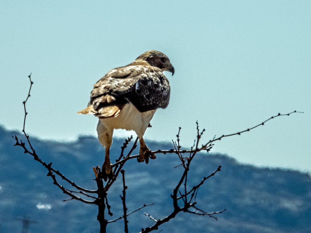 Red-tailed Hawk - ML465816581