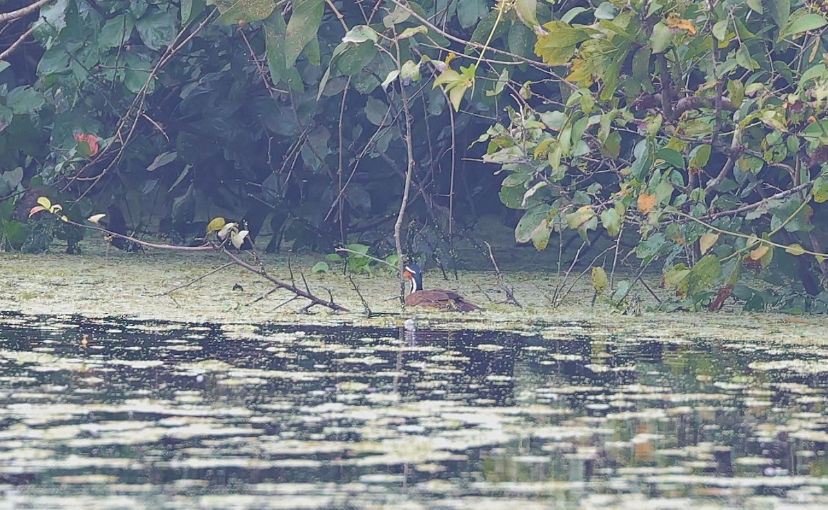 Sungrebe - Margareta Wieser