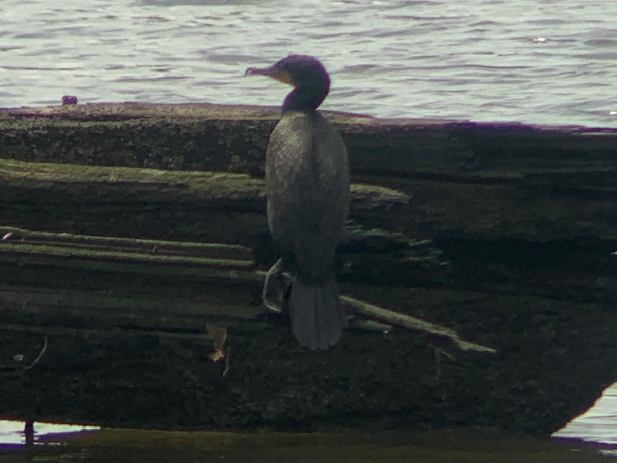 Double-crested Cormorant - ML465817031