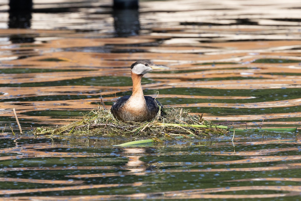 Red-necked Grebe - Kees de Mooy
