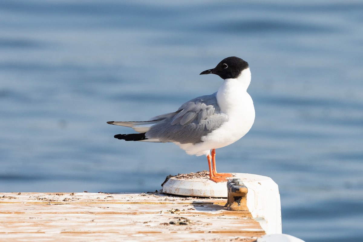 Bonaparte's Gull - ML465817381