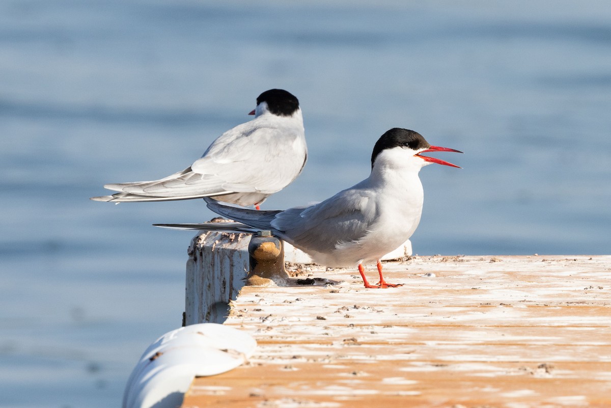 Arctic Tern - Kees de Mooy