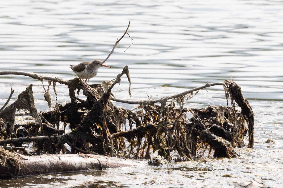 Spotted Sandpiper - Kees de Mooy