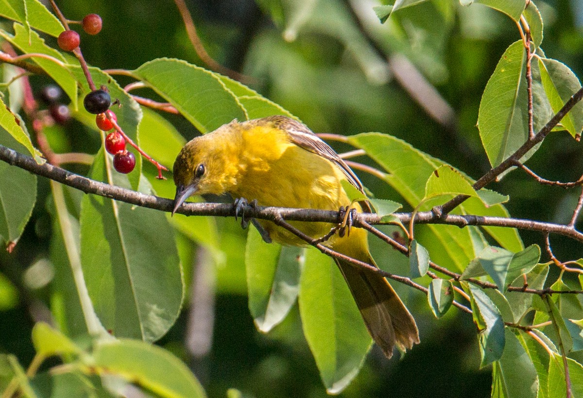 Orchard Oriole - ML465818201