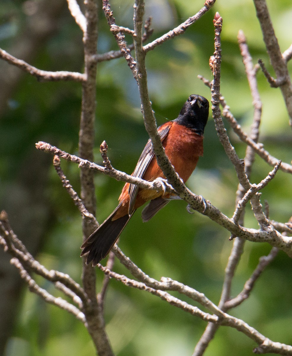 Orchard Oriole - ML465818211