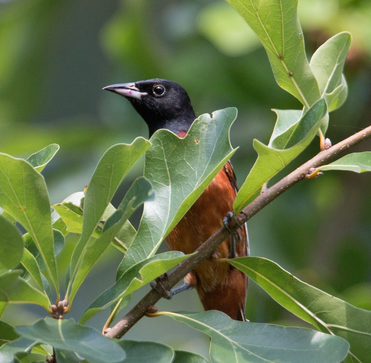 Orchard Oriole - ML465818241