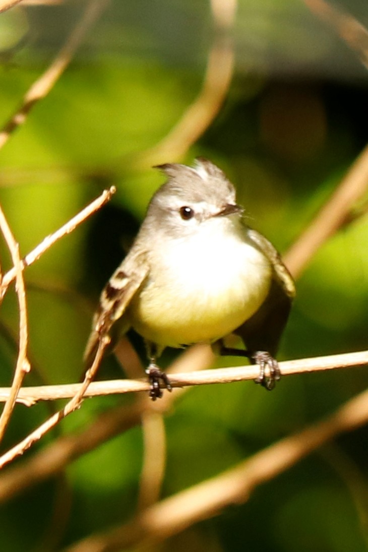 White-crested Tyrannulet (Sulphur-bellied) - ML465818581