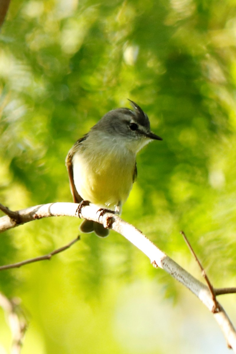 White-crested Tyrannulet (Sulphur-bellied) - ML465818621