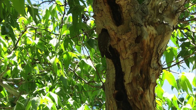 Arizona Woodpecker - ML465819