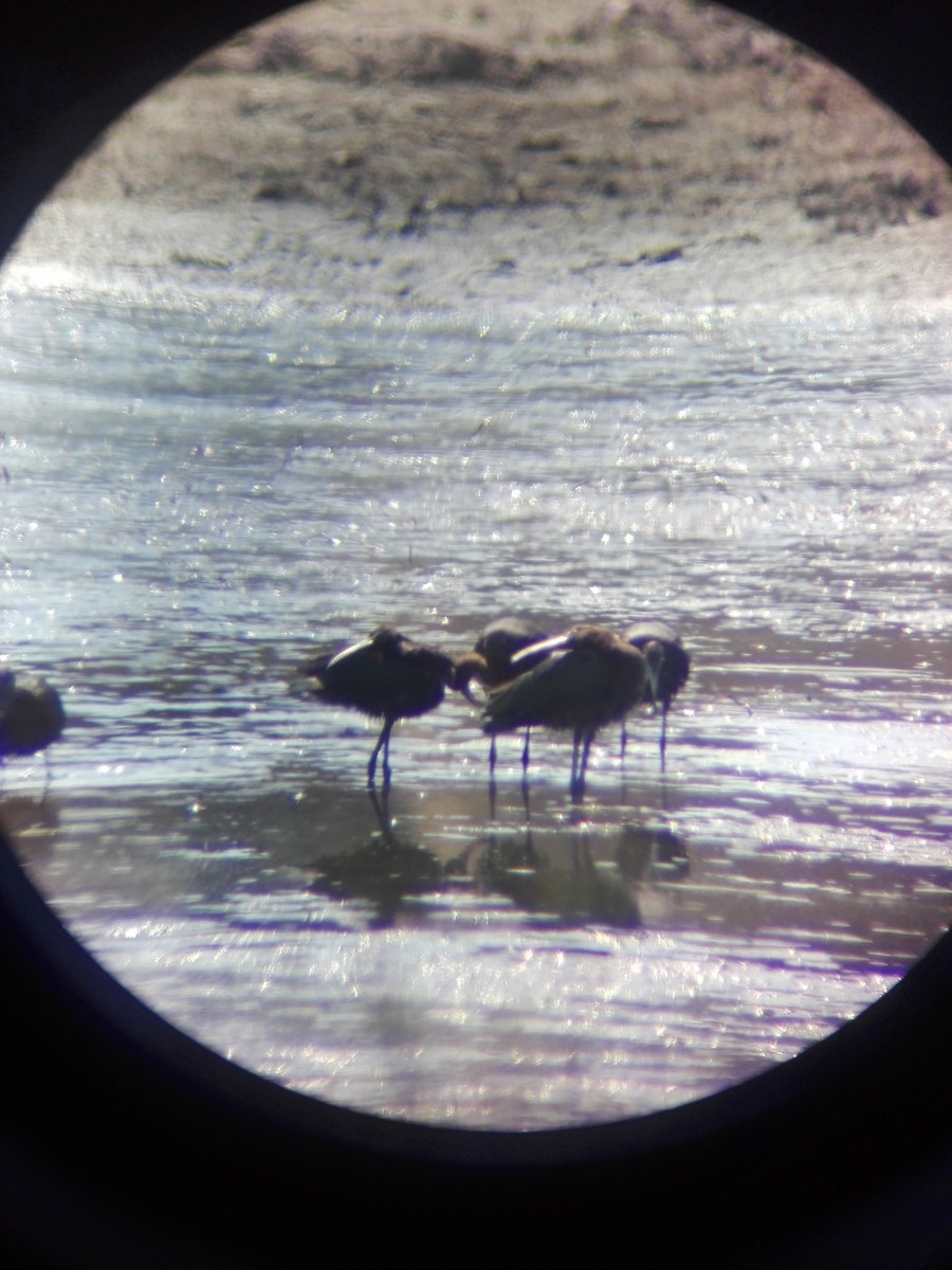 Glossy Ibis - ML465819361