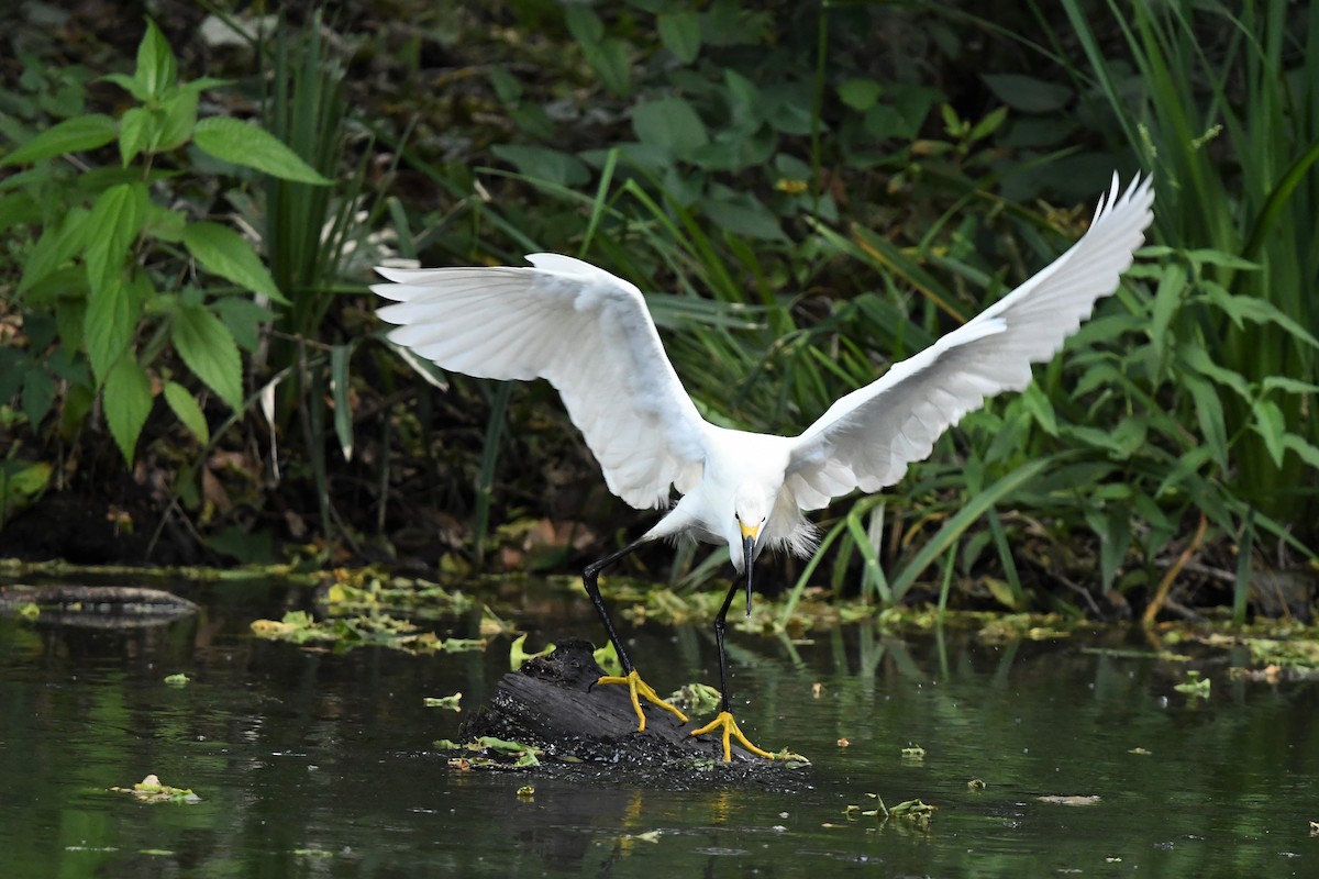 Snowy Egret - ML465819921