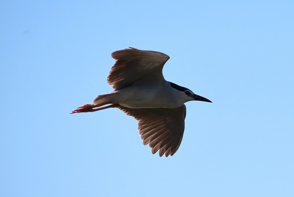 Black-crowned Night Heron - ML465820341