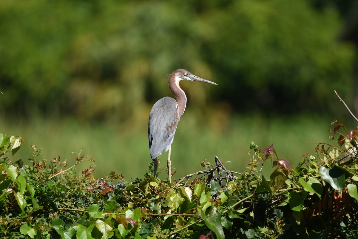 Tricolored Heron - ML465820701