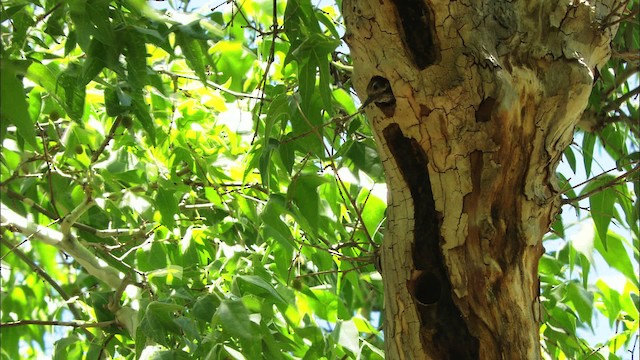 Arizona Woodpecker - ML465822