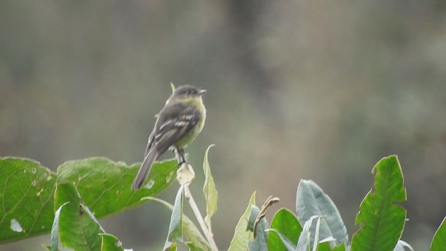 Orange-banded Flycatcher - ML465824071