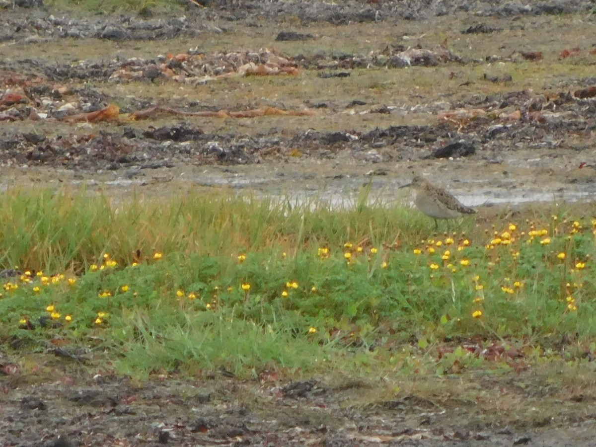 Kampfläufer - ML465825261