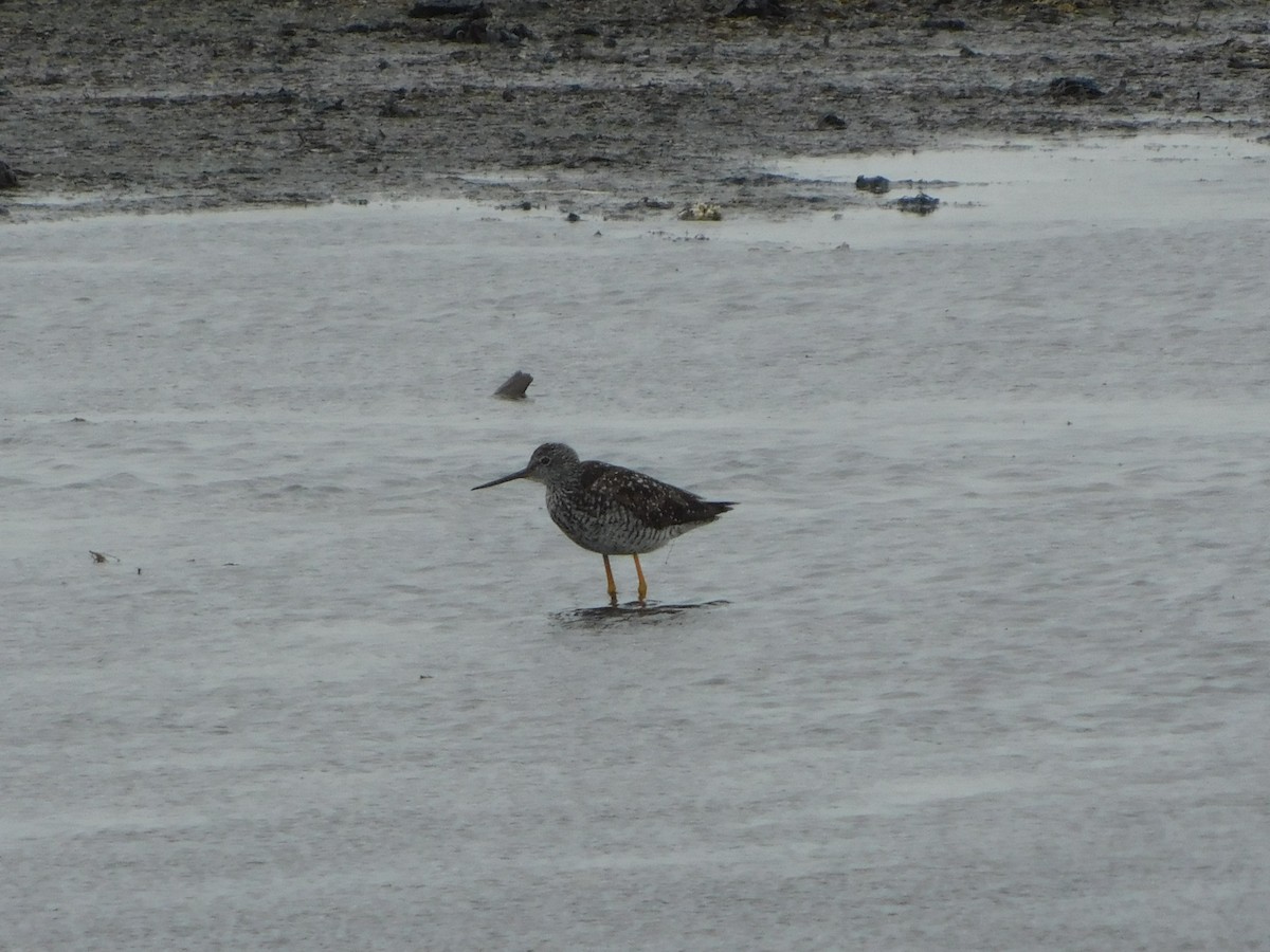 Greater Yellowlegs - ML465825421