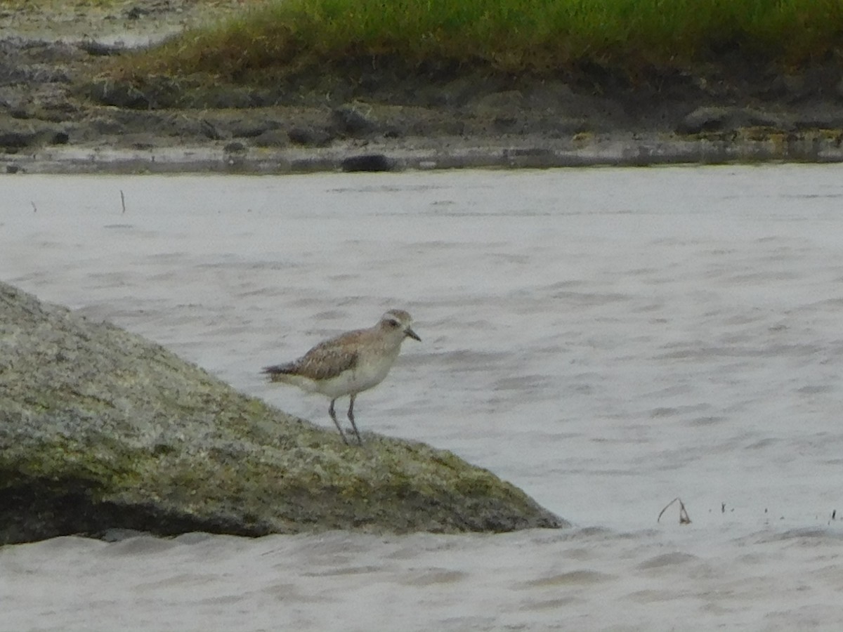 kulík bledý - ML465825711