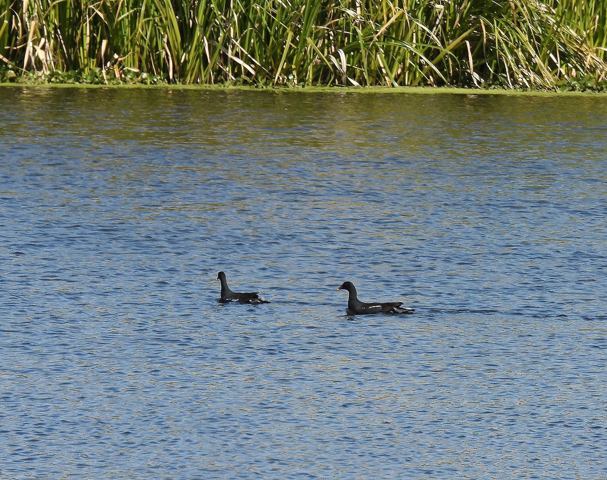 Common Gallinule - ML465826151