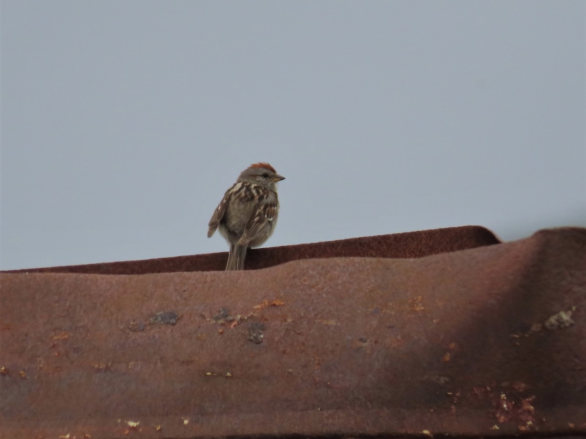 American Tree Sparrow - ML465826521
